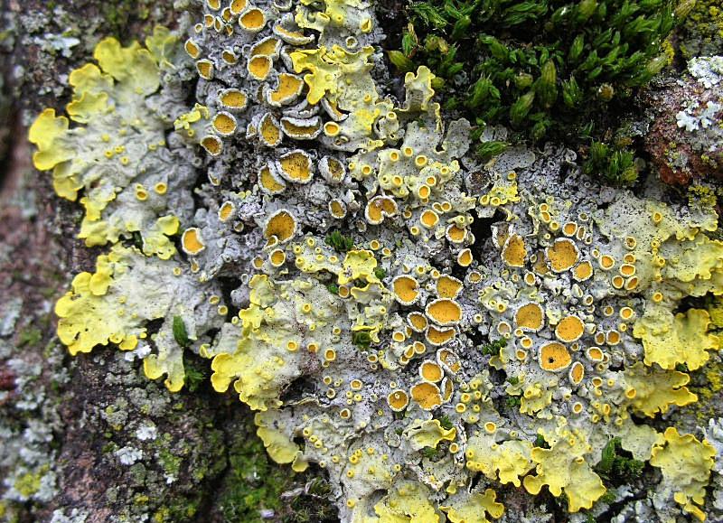 Xanthoria parietina su tronco di latifoglia